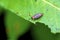 Pigweed Flea Beetle   42025