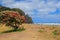 Piha Beach with pohutukawa tree flowering, Auckland Region, New Zealand