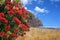 Piha Beach with pohutukawa tree flowering, New Zealand