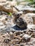 Pika animal in Colorado