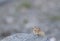 Pika Basking in sun at Tsokar Lake