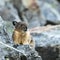 Pika Close Up Sitting On Rock