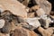 Pika in the Grand Tetons National Park In the Forest