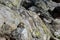 Pika on Lichen Covered Rock