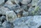 Pika Pops out of Rocks in Boulder Field