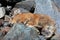 Pika resting in rocks.