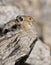 Pika on a Rock in Rocky Mountain National Park