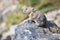 Pika sitting on rock