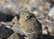 Pika sitting among some rocks