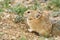 Pika stone burrow rodent