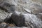 Pika on a stone rock , Jasper, Alberta, Canada