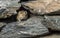 Pika Stones Rodent Mongolia