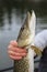 Pike in the angler`s hands.