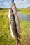 Pike caught in a small river in bright sunny day in autumn