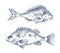 Pike and Common European Perch Fish Sketch Poster