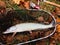 Pike, Esox lucius, just caught on lure, with landing net, rod and red reel as background on colorful autumn leaves. Sport fishing