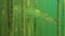 Pike fish hiding in vegetation. Adventurous footage of wild pike in nature habitat. Huge water volume with offshore vegetation