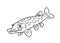 Pike fish illustration coloring pages