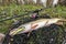 Pike fishing. Caught muskellunge fish with angling spinning tackle on landing net