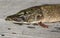 Pike head on a wooden background