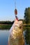 Pike, large size, caught on the river with spinning and artificial bait in June. Trophies of a fisherman.