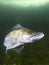 Pike perch Sander lucioperca Underwater shot