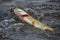 Pike with red gills on hook in boiling water.Trophy pike caught on a jig.Fish on the hook.Pike fishing spinning, pike catching.