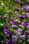 Pikes Peak Purple (Penstemon mexicali)