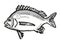 Pikey Bream Australian Fish Cartoon Retro Drawing