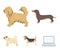 Pikinise, dachshund, pug, peggy. Dog breeds set collection icons in cartoon style vector symbol stock illustration web.