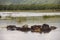 Pil e of hippos in waters, Lake Manyara, Tanzania