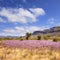 Pilbara Western Australia Wild Flowers