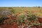 Pilbara wildflowers