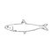 Pilchard. Ink sketch of sardine. Small herring. Hand drawn vector illustration of fish isolated on white background