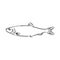 Pilchard. Ink sketch of sardine. Small herring. Hand drawn vector illustration of fish isolated on white background.