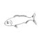 Pilchard. Ink sketch of sardine. Small herring. Hand drawn vector illustration of fish isolated on white background.