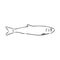 Pilchard. Ink sketch of sardine. Small herring. Hand drawn vector illustration of fish isolated on white background.