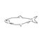 Pilchard. Ink sketch of sardine. Small herring. Hand drawn vector illustration of fish isolated on white background.