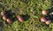 Pile of acorns on moss