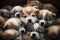 A pile of adorable Akita puppies cuddled together, perfect for showcasing the breed\\\'s charm. Generative Ai