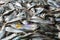 pile of american shad fish in indian fish market for sale