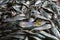 pile of american shad fish in indian fish market for sale