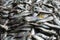 pile of american shad fish in indian fish market for sale