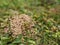 A pile of Ants eggs pupae sitting on the grass