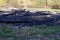 A pile of ashes and scorched planks on the site of a house fire