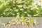 Pile assembled chamomile flowers on table on blooming chamomile background