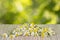 The pile assembled chamomile flowers on table on a green leaves background.