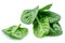 Pile of baby spinach leaves  on white background. Fresh green spinach.  Closeup