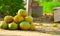 Pile of bael. Freshly harvested Aegle marmelos commonly known as bael, also Bengal quince, golden apple, Japanese bitter orange,