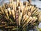 Pile of bamboo sprouts on the street market